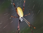 Araignée avec comme une tête de mort : Nephila plumipes, taille : la moitié d'une main.