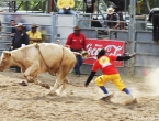 Rodéo sur boeuf.