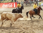 Rodéo sur boeuf.