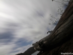 Forêt noyée par pleine lune