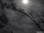 Forêt noyée par pleine lune