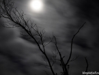 Forêt noyée par pleine lune