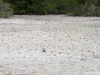 Des milliers de crabes !!! (Tous les points noirs !)