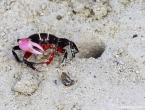 Crabe violoniste à pince rouge hors de son trou