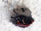 Crabe violoniste à pince rouge dans son trou