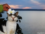 Le chat le plus moche de Lifou !