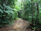 Forêt primaire et flore endémique