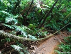 Forêt primaire et flore endémique