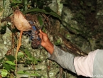 Il s'accroche à sa coco !