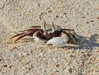 Crabe fantôme