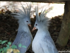 Un couple de cagous !!!