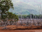 La Forêt Noyée.