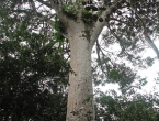 Le Grand Kaori, arbre d'environ 1000 ans !