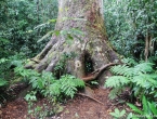 Le Grand Kaori, arbre d'environ 1000 ans !