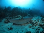 Requin à pointes blanches