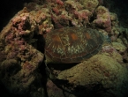 Tortue verte