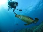 Tortue verte et paparazzi