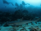 Requin à pointes blanches