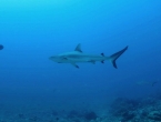 Requins à pointes noires