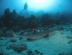 Requin à pointes blanches