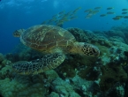 Tortue verte