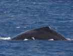 Baleine avec un rémora !