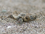 Bébés tortues grosses têtes