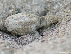 Bébés tortues grosses têtes