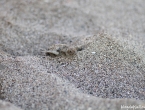 Bébés tortues grosses têtes