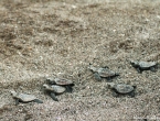 Bébés tortues grosses têtes