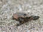 Bébés tortues grosses têtes