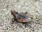 Bébés tortues grosses têtes