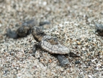 Bébés tortues grosses têtes