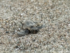 Bébés tortues grosses têtes