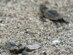 Bébés tortues grosses têtes