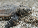 Bébés tortues grosses têtes