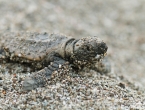 Bébés tortues grosses têtes