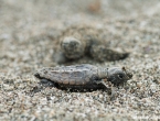 Bébés tortues grosses têtes