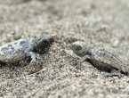 Bébés tortues grosses têtes