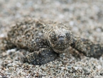 Bébés tortues grosses têtes