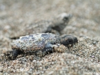 Bébés tortues grosses têtes