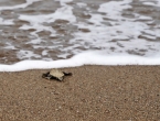 Bébés tortues grosses têtes