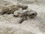 Bébés tortues grosses têtes