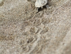 Bébés tortues grosses têtes