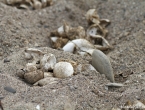 Les oeufs des bébés tortues grosses têtes