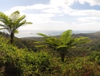 Panorama et fougères arborescentes