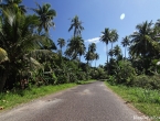 Route de l'Est et cocotiers