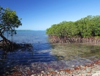 Balade à Golone, mangrove