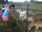 La Petite Ferme