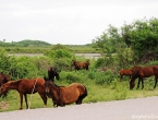 Chevaux sauvages vers Poingam